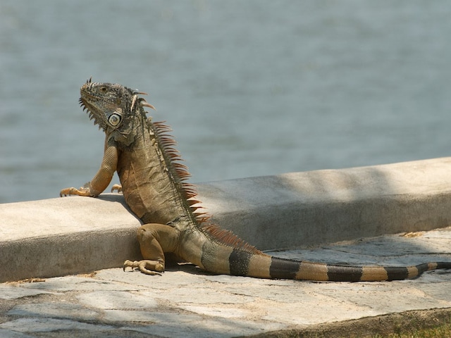 Lizards are falling from trees here like dry leaves, people are picking them up and taking them away!