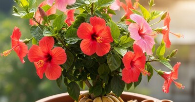 केले के छिलके की खाद