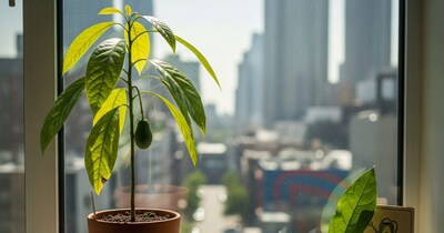 घर में एवोकाडो उगाने की आसान गाइड