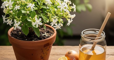 मोगरा में फूल कैसे लाएं