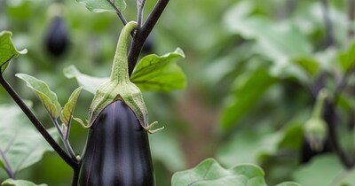 अररिया जिले के लाल मोहन गांव निवासी किसान राम कुमार महेता बैंगन की खेती कर रहे हैं. उन्होंने बताया कि कैसे किसानों को बैंगन की खेती करनी चाहिए, जिससे कम लागत में ज्यादा मुनाफा होने की संभावना रहती है. किसान ने बताया कि इसकी खेती से पहले सही विधि को चुनना चाहिए. इसके साथ ही सही बीजा का ही बुआई में प्रयोग करें. तभी किसानों की आमदनी बढ़ सकती है.