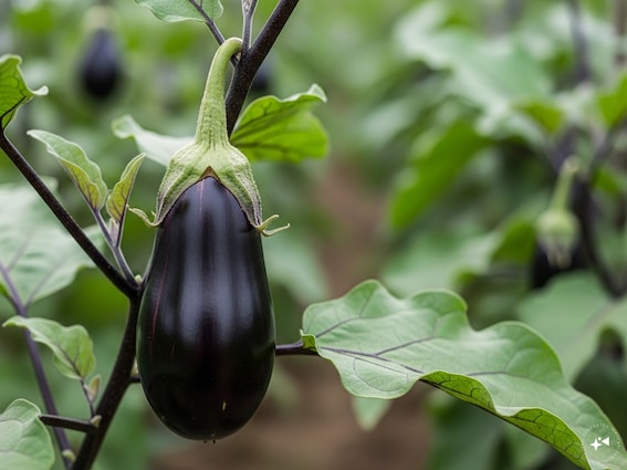 इस विधि से करें बैंगन की खेती, सालाना होगा 5 लाख का मुनाफा; बस जान लें तरीका इस विधि से करें बैंगन की खेती, सालाना होगा 5 लाख का मुनाफा; बस जान लें तरीका