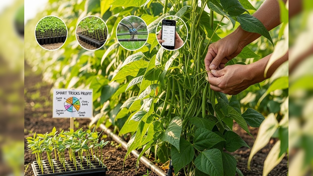कमाई का 'सदाबहार' फॉर्मूला! 12 महीने उगाएं बीन्स, इन 4 स्मार्ट ट्रिक्स से फसल देगी बंपर मुनाफा