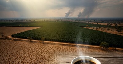 क्लाइमेट चेंज से कॉफी का स्वाद बिगड़ा, हर दिन अरबों कप की खपत पर असर पड़ रहा है.