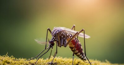 Mosquito Menace at Home? Try This Natural Remedy for Quick Relief!