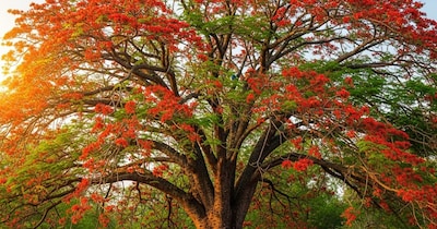 Semal Tree: A Treasure Trove of Health, From Leaves to Flowers, Packed with Medicinal Properties