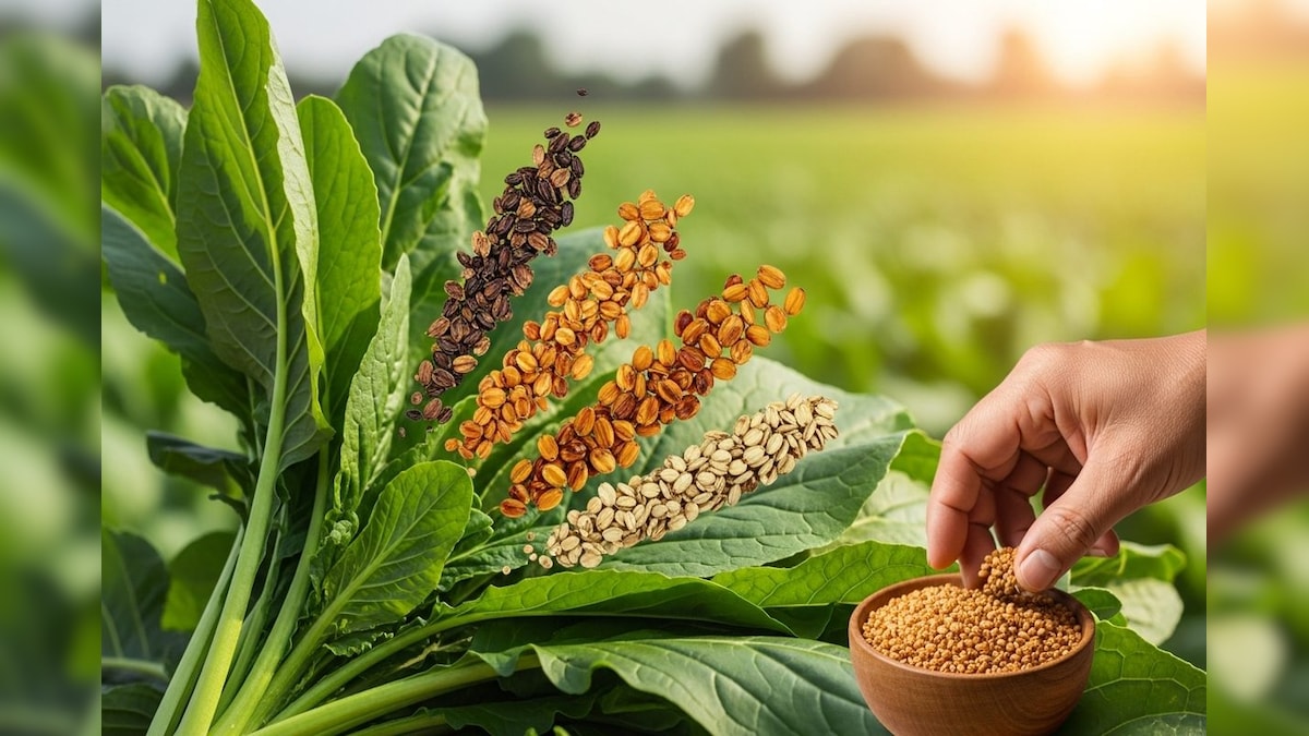 Video: पौधा बना साग, बीज बना औषधि! किसानों के लिए बेहतरीन 'टू-इन-वन' बिजनेस मॉडल