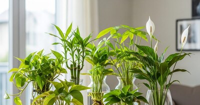 पानी में उगने वाले पौधे