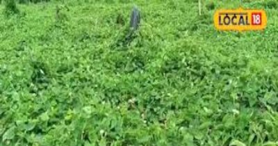 सब्जियों की खेती