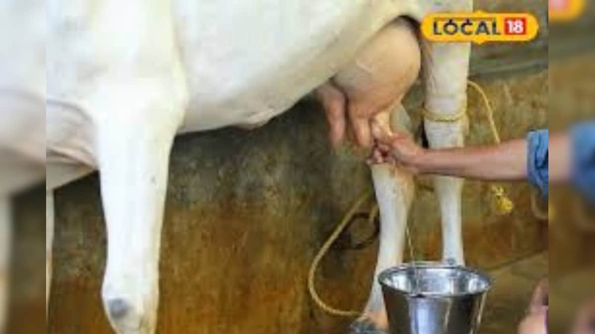 Animal Husbandry: दूध घट रहा है? पेट के कीड़े हो सकते है वजह, जानें पशुओं में डिवर्मिंग का महत्व