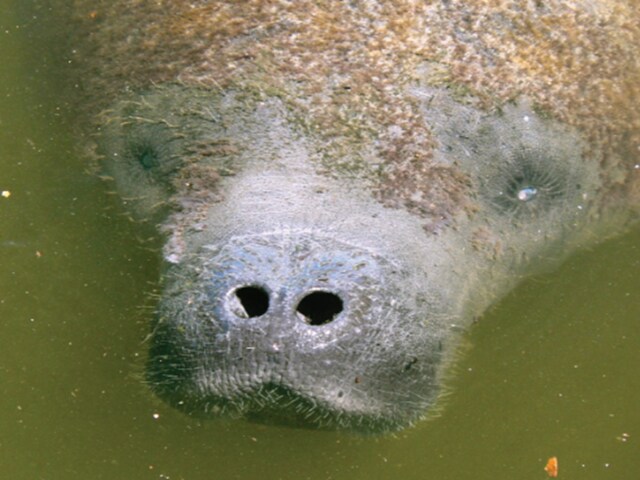 ऐसी नाक किस जानवर की होती है? लोगों का दिमाग खराब हो गया है और वे गूगल से जवाब मांग रहे हैं।