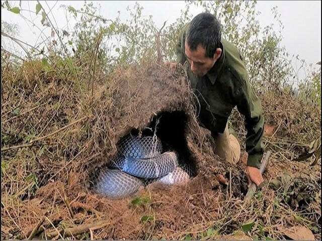ये मादा कोबरा बेहतरीन ठेकेदार होती हैं, आलीशान घोंसले तैयार करती हैं