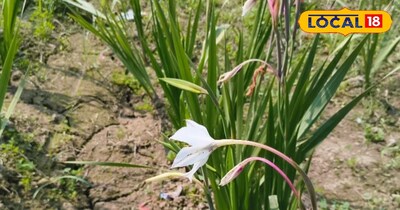 ग्लेडियोलस फूल की खेती