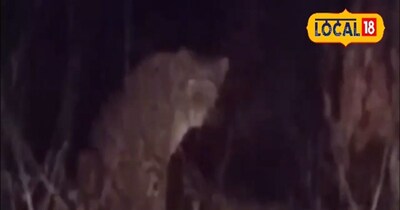 पीलीभीत में लंगड़े तेंदुए का आतंक, ग्रामीणों में दहशत, वन विभाग ने किया अलर्ट.