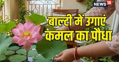 कमल के पौधे को आप घर की बालकनी या गार्डन में बहुत आसानी से लगा सकते हैं.