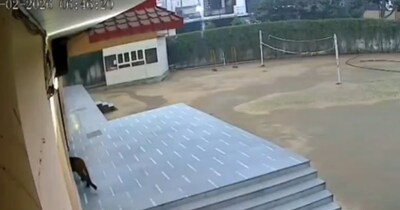 सीसीटीवी वीडियो में दिखा तेंदुआ. 