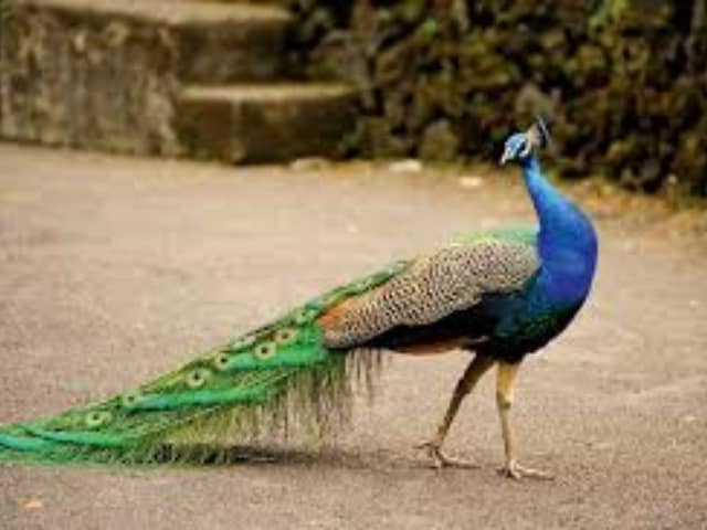 गाजियाबाद में कैसे मर गए 13 मोर? पोस्टमार्टम रिपोर्ट में हुआ बड़ा खुलासा