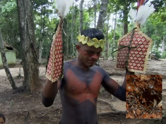 Boys become 'real men' by getting bitten by ants, the soul will tremble after seeing the torment!