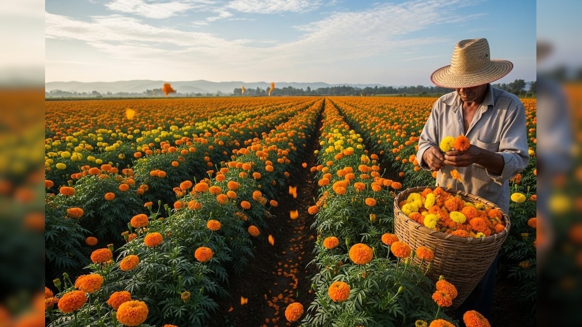 किसान करें इस किस्म के गेंदा की करें खेती, ATM की तरह होगी पैसों की बरसात, जानें नाम से लेकर सबकुछ