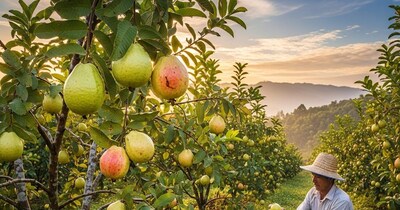 थाई-5 अमरूद