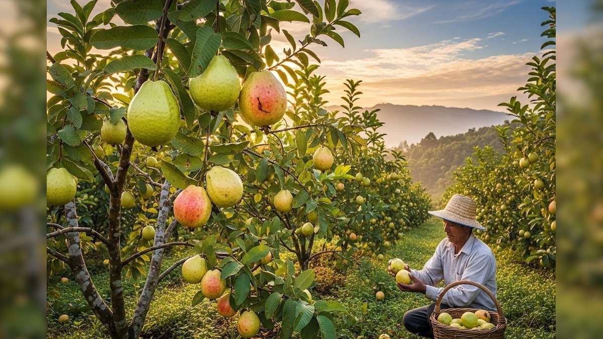 किसान ने 3 बीघा में की थाई 5 किस्म के अमरूद की खेती, अब सालाना कमा रहा है 14 लाख रुपये