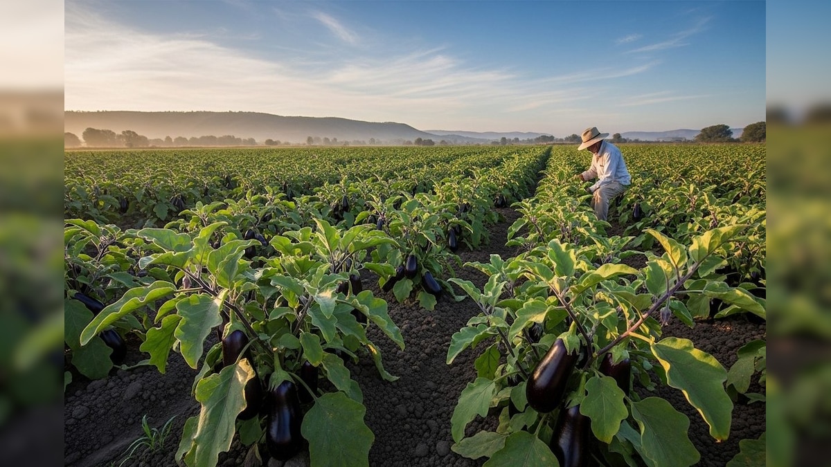 किसानों को 60 दिनों में लखपति बना देगी यह सब्जी, लागत से दोगुना होता है मुनाफा, जानें नाम से लेकर सबकुछ