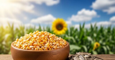 कन्नौज के किसानों को जायद फसलों के बीज पर 50% सब्सिडी, मक्का और सूरजमुखी शामिल.