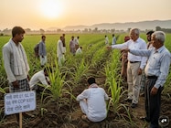 700 क्विंटल प्रति हेक्टेयर होगी पैदावार! गन्ने की बुआई में अपनाएं ये ट्रिक 700 क्विंटल प्रति हेक्टेयर होगी पैदावार! गन्ने की बुआई में अपनाएं ये ट्रिक