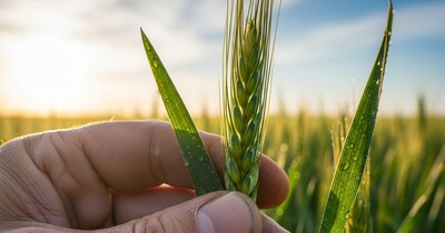 Holika Dahan: Roasting Wheat Ears for Health & Prosperity, Haridwar Pandit Explains