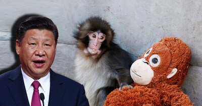 जापान के वायरल बंदर 'पंच' ने चीन की पांडा डिप्लोमेसी को कैसे हराया.