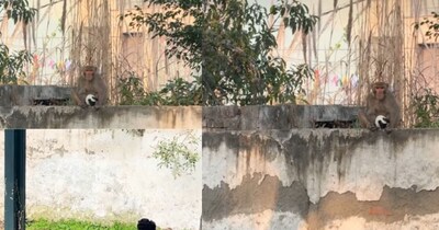 बच्चा चोर बंदर.