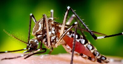 मच्छरों के काटने से कई बीमारियां फैल सकती हैं.