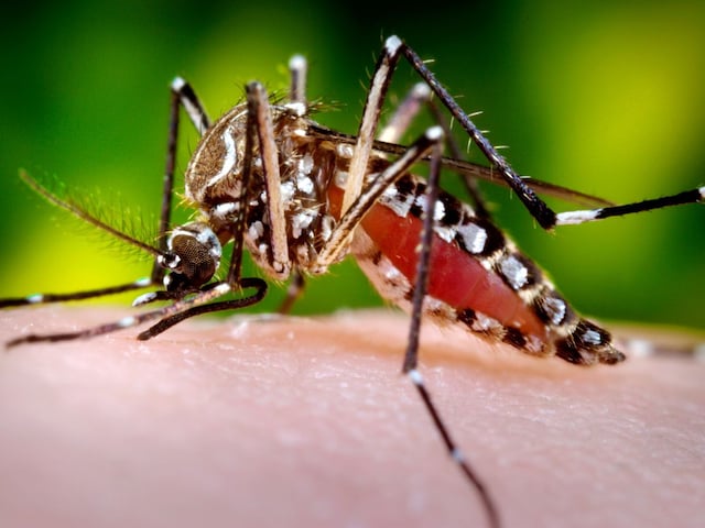 আগামী কয়েক সপ্তাহে বাড়তে পারে মশার আতঙ্ক, সময়মতো সুরক্ষা নিন, না হলে...