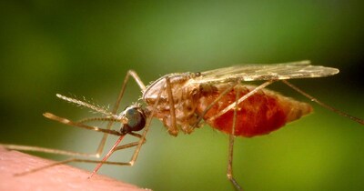 मच्छरों को कब लगा इंसानों के खून का चस्का? एक म्यूटेशन ने बनाया दुनिया का सबसे खतरनाक जीव.