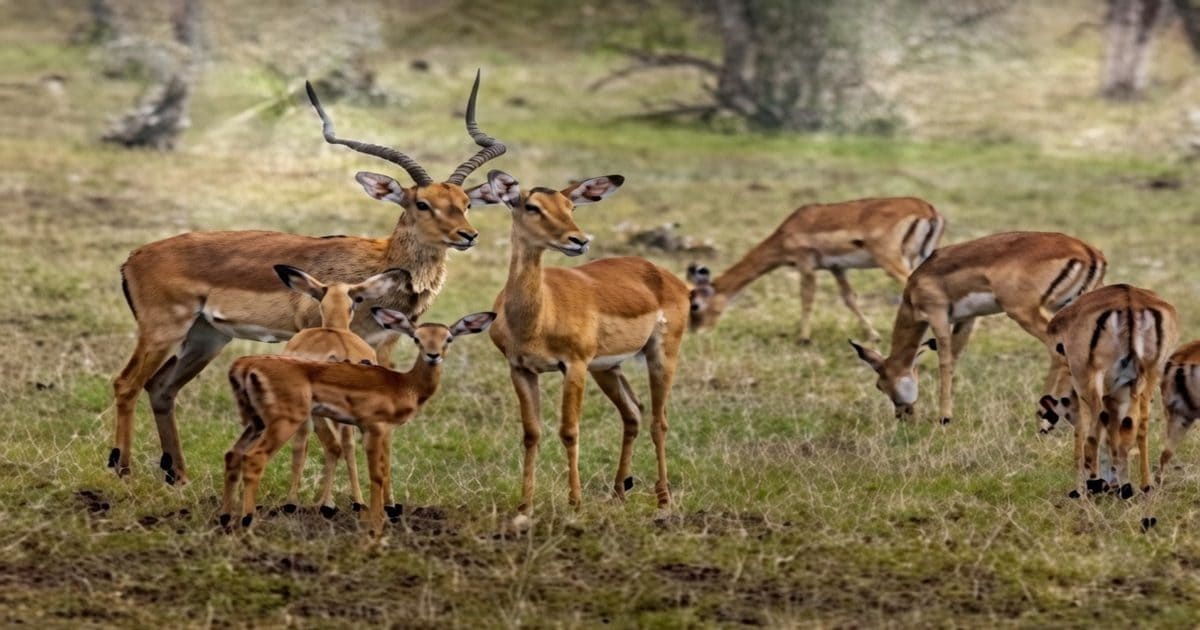 सरकारी कैलेंडर पर अफ्रीकी इम्पाला! दिग्विजय सिंह ने पूछा- क्या हिरण खत्म?