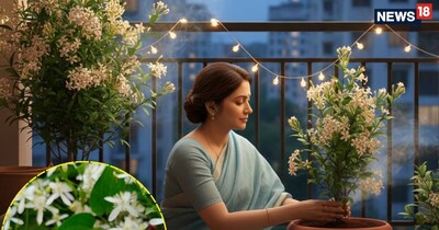 यह पौधा न केवल आपकी बालकनी को जन्नत जैसी खुशबू से भर देगा, बल्कि मच्छरों को भी आपके घर से कोसों दूर रखेगा.