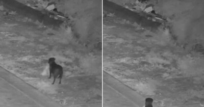 कुत्ते ने खुद से फेंका कूड़ा. (फोटो: Facebook/Comune di Catania)