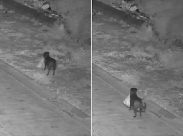 There was a fine for throwing garbage, so the person applied his brain and trained the dog!