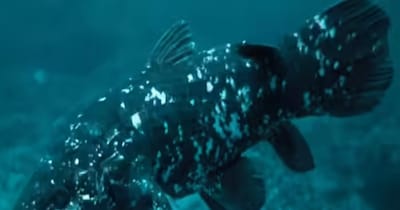 कभी साइंटिस्ट्स ने घोषित कर दिया था विलुप्त लेकिन फिर हो गई वापसी (इमेज- फाइल फोटो) 