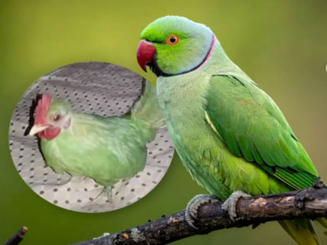 Pakistan is the father of fraud! Calling a hen a parrot, it was sold on Olx, exposed after 3 years