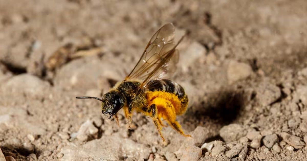 भंडारे में अचानक टूटा मधुमक्खियों का झुंड, मची अफरा-तफरी, बच्चों समेत 12 घायल