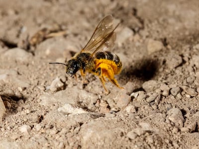 भंडारे में अचानक टूटा मधुमक्खियों का झुंड, मची अफरा-तफरी, बच्चों समेत 12 घायल