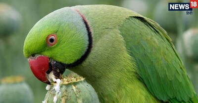 राजस्थान के नशेड़ी तोते! रोज 2 लाख की अफीम चट कर रहे, किसान परेशान