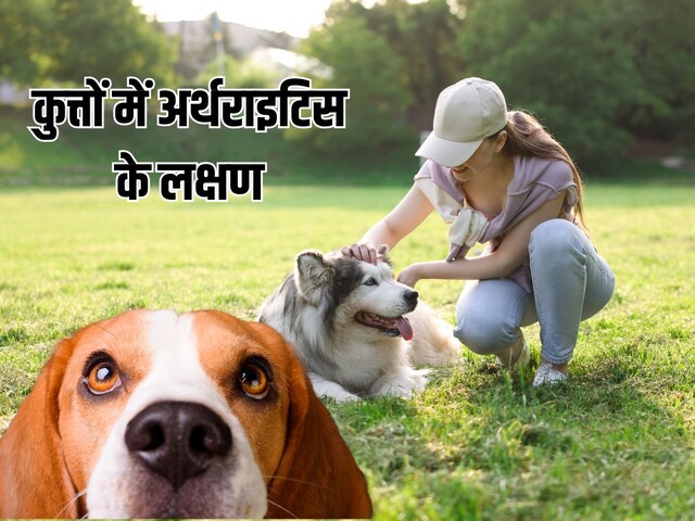 If you see these symptoms in your pet dog, immediately take it to the veterinarian.