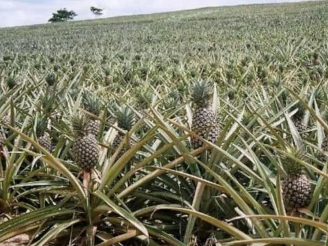 केरल में हाई कोर्ट से किस खेती पर रोक लगाने की गुहार लगाई गयी?