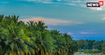 GK : करीब 1 करोड़ किसान आजीविका के लिए नारियल पर निर्भर हैं.