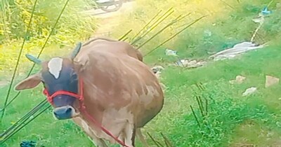 प्रयागराज गौ केस