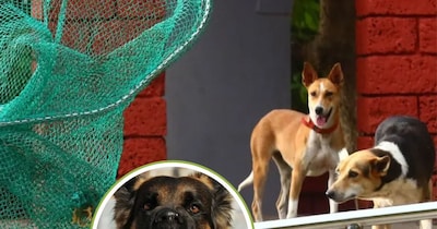 ग्वालियर और दतिया में रेबीज के मामले से दहशत है.