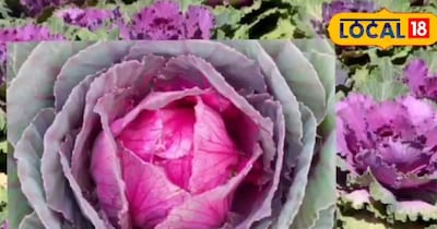 लाल गोभी की खेती से 110 दिन में 4 लाख तक कमाई, सिर्फ बीज बदलने से पलटेगी किस्मत.