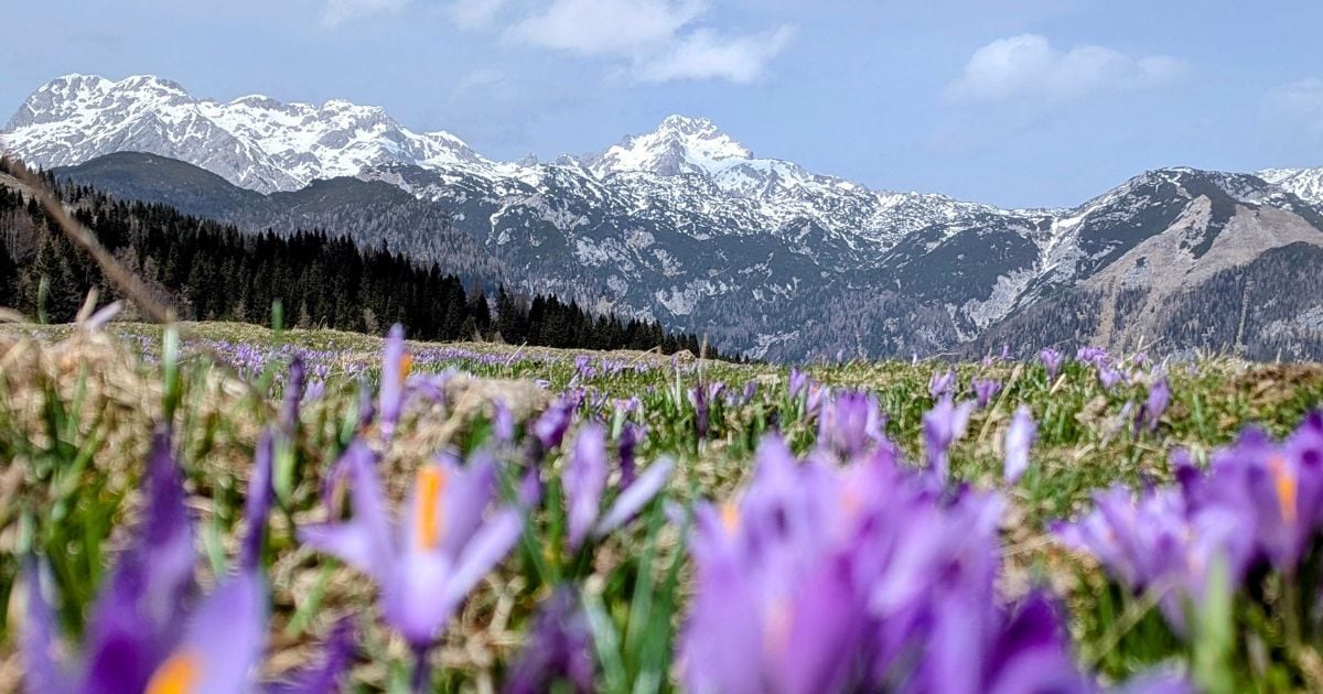 जम्‍मू-कश्‍मीर में हर साल कितनी पैदा होती है केसर, सरकार ने बताया 5 साल का आंकड़ा, लगातार कम हो रहा उत्‍पादन